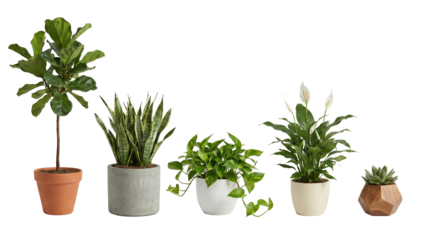 Five different houseplants in various pots on a transparent background