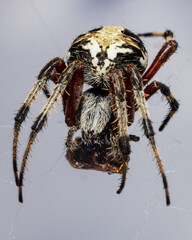 Spider with its new catch