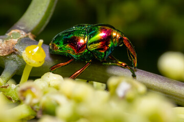 Weevil with chrome multi colored armor