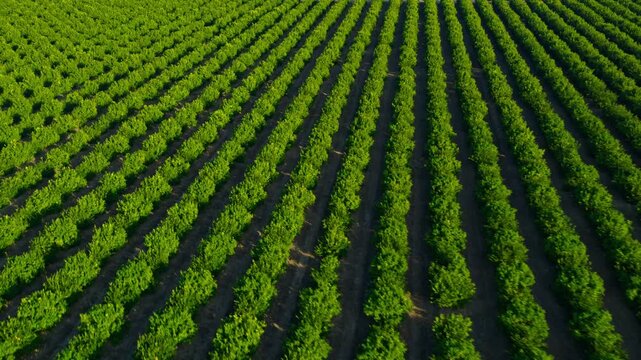 Aerial view of a citrus orchard after sunrise, showcasing the organized layout of green trees and fertile farmland. 