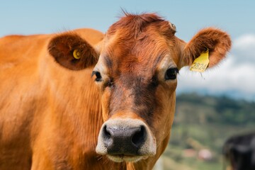 Close-up portrait of a reddish-brown Jersey cow with a yellow ear tag in a sunny mountain pasture