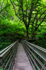 Bridge along a hiking trail in Redwoods National park