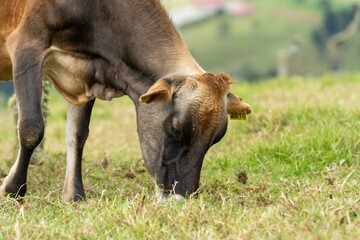Fototapeta premium Jersey cow with identification tag 2818 grazing in high-altitude meadows