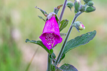 Close up of a foxglove flower