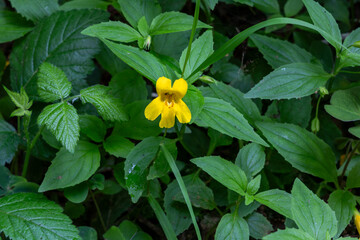 Close up of a yellow monkey flower