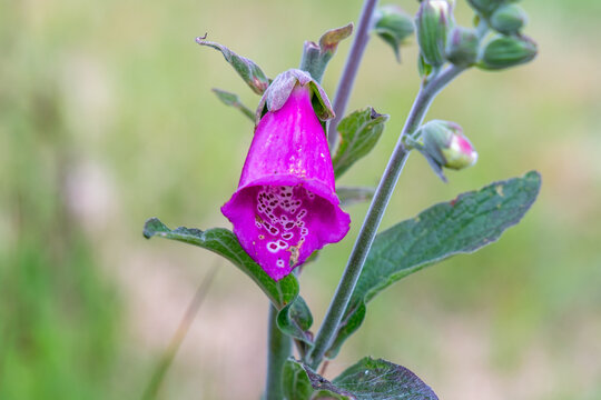Close up of a foxglove flower