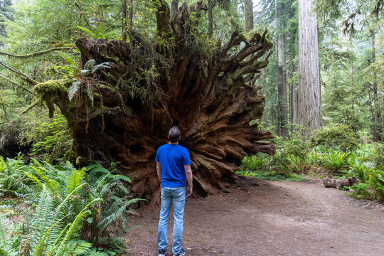 Lone man looking up at the roots of a fallen redwood tree - Powered by Adobe