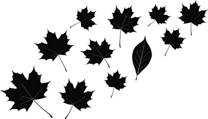 Leaf silhouettes, maple leaf shapes, botanical illustration, foliage variety, black vector, autumn theme, nature design, scattered leaves, plant morphology, seasonal graphic
