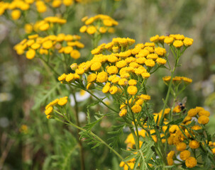 Tansy ordinary (Tanacetum vulgare) blooms in the wild