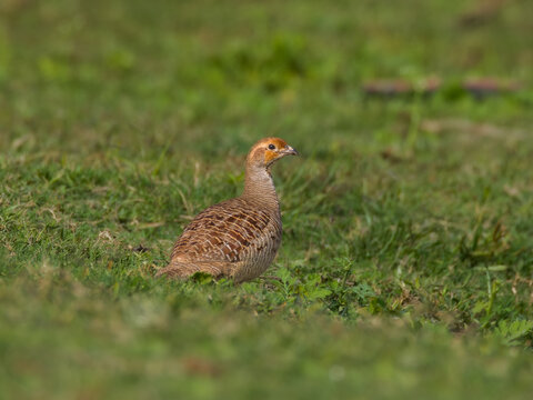 Grey Francolin in the grass