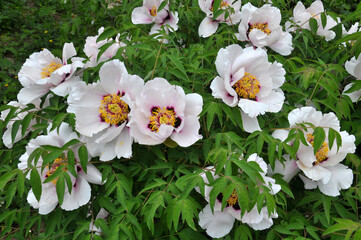 In the spring, a peony tree-like (Paeonia suffruticosa) blooms in the garden.