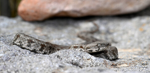 Milos viper // Milosotter, Kykladenotter (Macrovipera schweizeri / Macrovipera lebetinus schweizeri) - Milos island, Cyclades, Greece