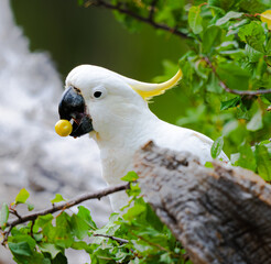 Cockatoo eating fruit
