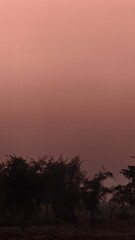 Tall Trees Flanking Rural Road at Sunset Silhouette