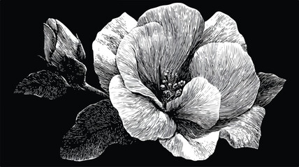 Elegant Monochrome White Flower Vector Drawing with Detailed Outline