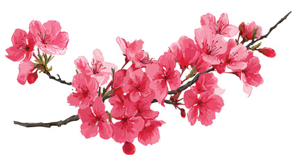 Vibrant Pink Cherry Blossom Tree Flowers on White Isolated Vector