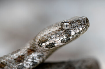 Milos viper // Milosotter, Kykladenotter (Macrovipera schweizeri / Macrovipera lebetinus schweizeri) - Milos island, Cyclades, Greece