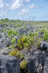 Makatea Island &ndash; Rugged Raised Atoll of French Polynesia