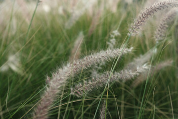 Obraz premium Soft focus grass with seed heads in natural light 
