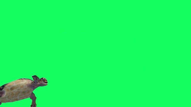 3D Reptile turtle undersea swimming enter to the left side and exit on the right side animation with bottom view on green screen, 4k tortoise, Cooters aquatic animal moving towards dive on chroma key