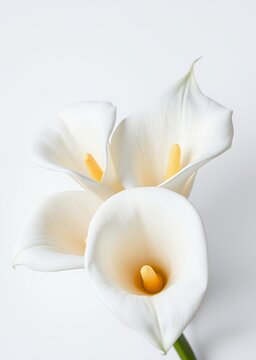 Beautiful calla lily flowers on white background closeup space for text funeral flowers funeral flower death grief ceremony floral loss dead sadness cemetery bouquet mourning