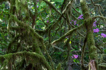 Branches covered in spanish moss