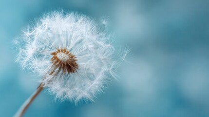 Macro shot of a dandelion releasing delicate white seeds drifting gracefully, ultra-realistic botanical macro photography, natural textures and fine details of seeds and stem