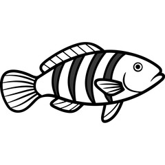 Minimal Ballan Wrasse Vector on White