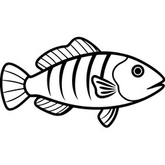 Minimal Ballan Wrasse Vector on White