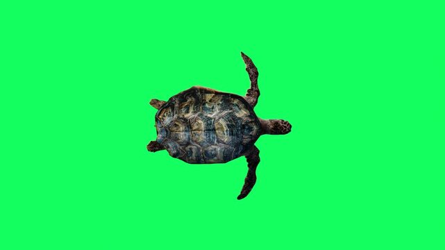 3D realistic Reptile turtle undersea swimming loop animation with top view on green screen, 4k tortoise, Cooters aquatic animal moving towards dive render on chroma key, easy to change the background