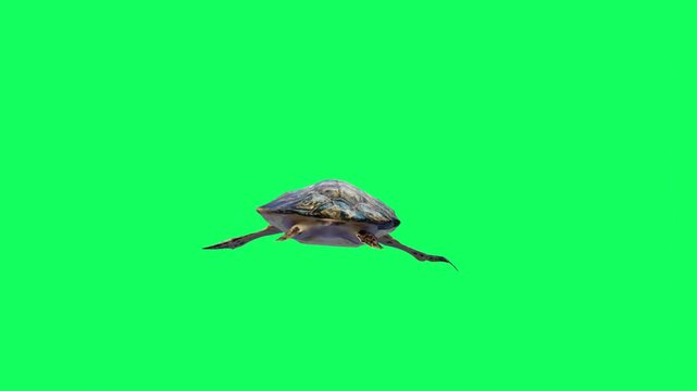 3D realistic Reptile turtle undersea swimming loop animation with back view on green screen, 4k tortoise, Cooters aquatic animal moving towards dive render on chroma key, easy to change the background