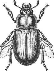Intricate beetle illustration vintage engraving art transparent and eps
