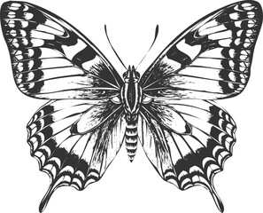 Intricate butterfly line art monochrome engraving art transparent and eps