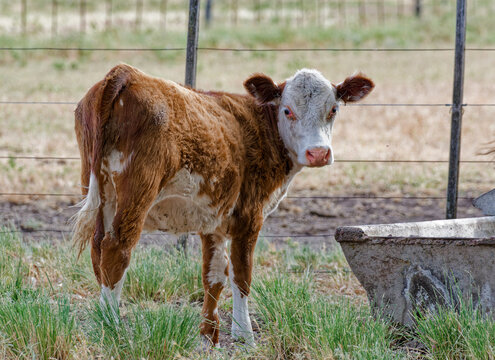 Polled Hereford calf near a watering trough in the field