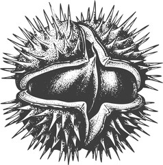 Intricate starburst engraving art transparent and eps