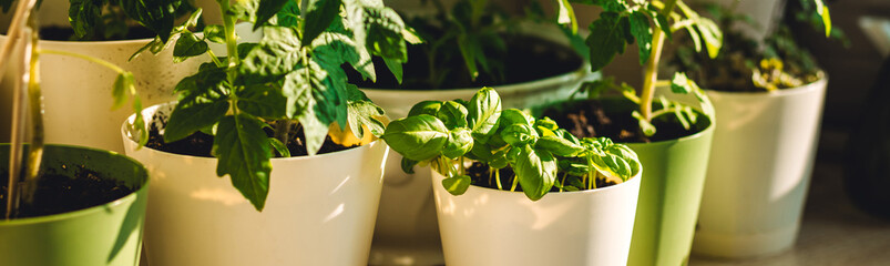 Banner. Tomato and basil seedlings on the balcony. Concept of urban gardening, city home kitchen garden. Vegetables and culinary herbs. Organic domestic products