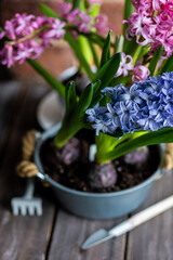 Concept of spring home gardening, transplanting plant in ceramic pots on wooden table. Taking care of plants and flowers. Springtime leisure activity, hobby, garden tools. Stylish house interior