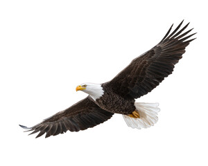 Obraz premium Bald Eagle Flying With Wings Spread | Freedom Symbol
