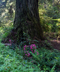 Pink flowers in front of a redwood tree