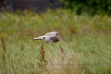 curlew in flight