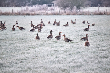  geese in the field © Duvekot Fotografie