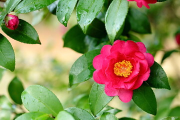 日本の冬に咲いたサザンカ