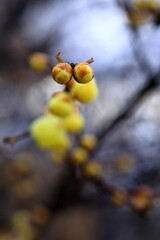 日本の初春の花、ロウバイ	