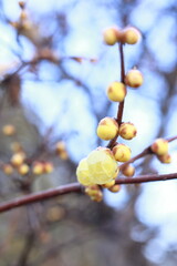 日本の初春の花、ロウバイ	