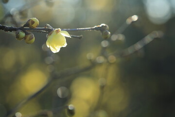 日本の初春の花、ロウバイ	