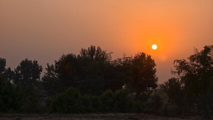 Golden Sunset over Field of Trees with Sun Rays