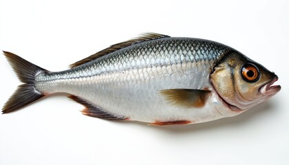 Whole raw sea bream fish isolated on white studio background. Ideal for sushi, sashimi, and culinary use. Fresh seafood ingredient for healthy meals and Mediterranean cuisine.