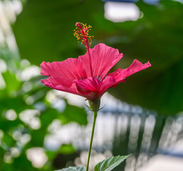 Hibiscus