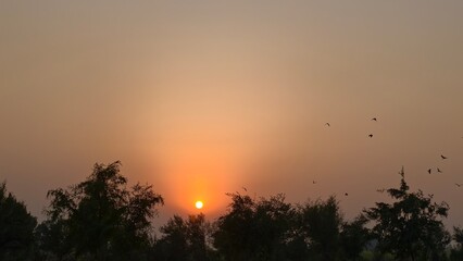 Birds in Flight over Grass Field at Sunset Backdrop