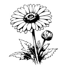 Black and White Daisy Illustration with Bud, Stem and Serrated Leaves